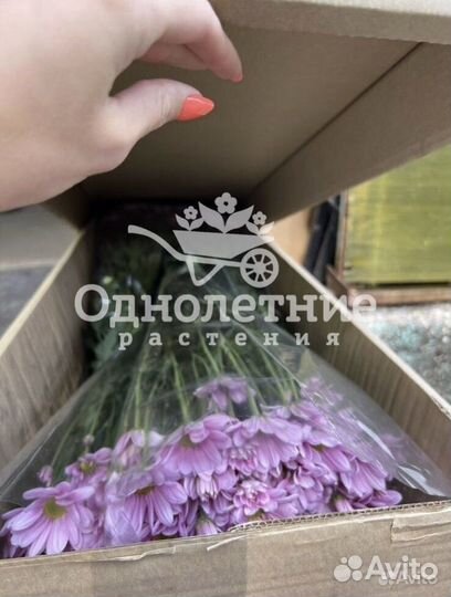 Хризантема кустовая оптом из теплиц