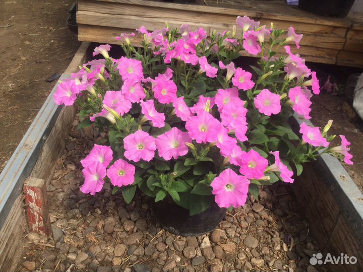 Петуния ампельная серии Лагуна,Опера, Тайдал