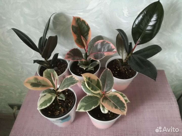 Аглаонемы Фикусы Калатеи Филодендроны Сингониумы