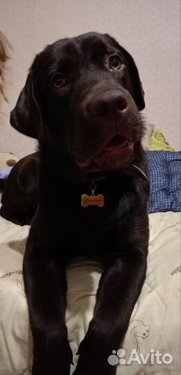 Лабрадор
