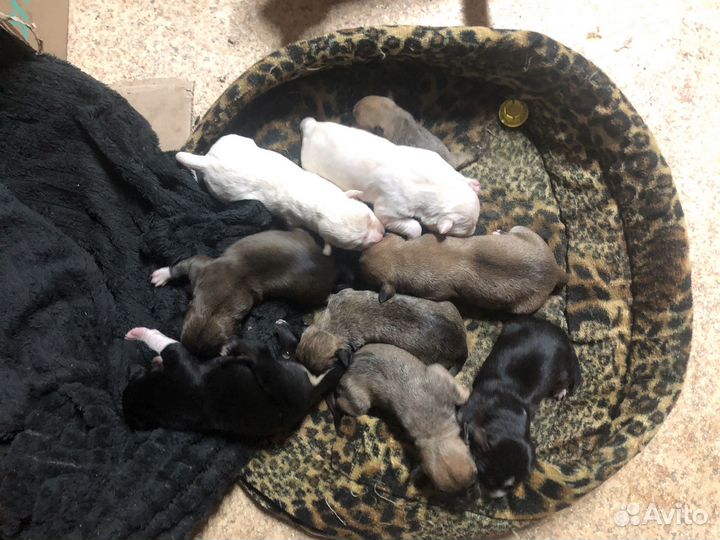 Стаффордширский терьер щенки