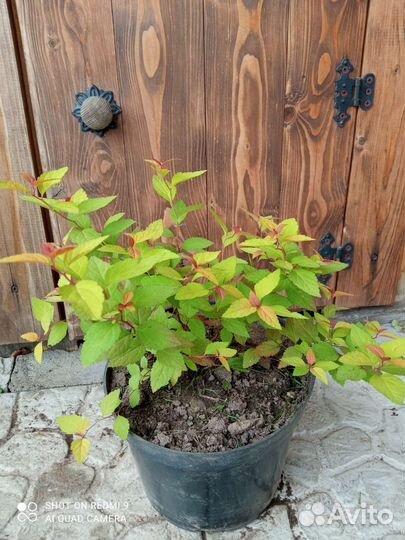 Спиреи японские Голден Принцесс и Золотой огонь