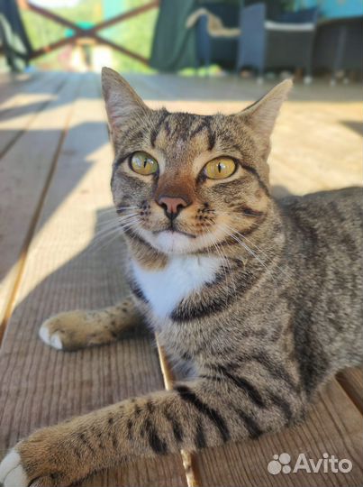 Котик ласковый