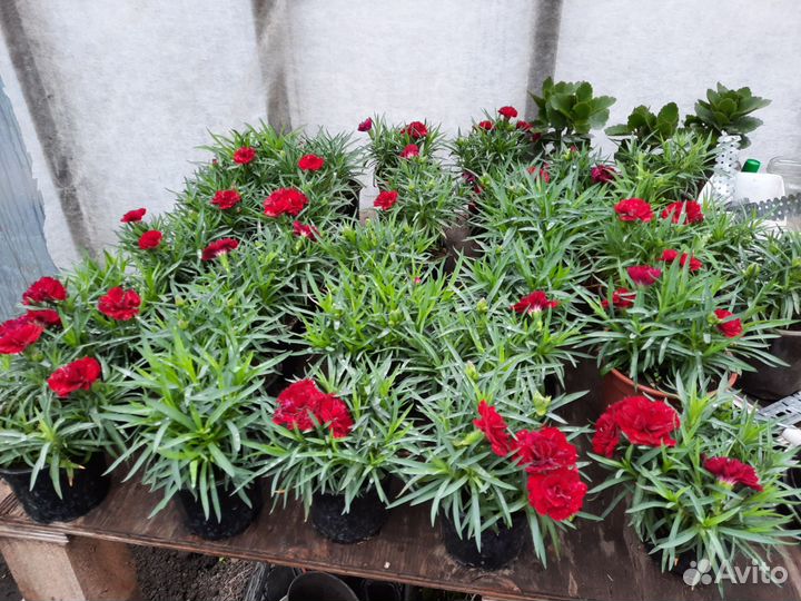 Гвоздика ампельная