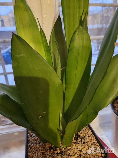 Сансивиерия муншайн, сортовая редкая