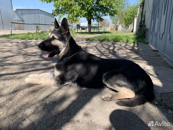 Кабель вео вязка