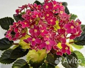 Фиалкафиалка Mac’s Scorching Sun (G. McDonald)