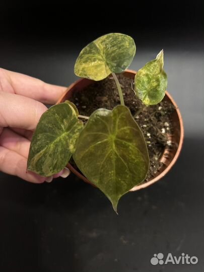 Алокащия венти вар ауреа