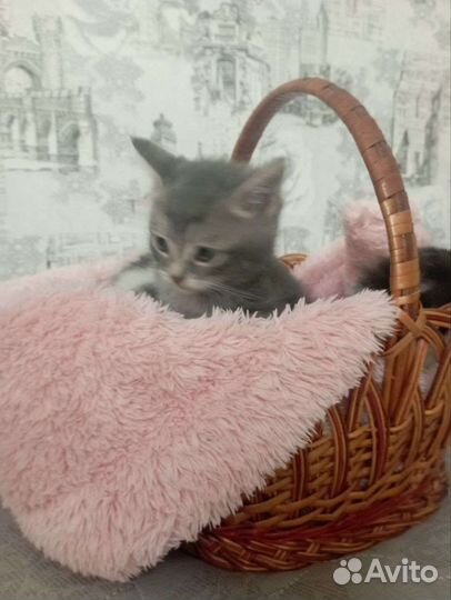 Котята полумейн-куны