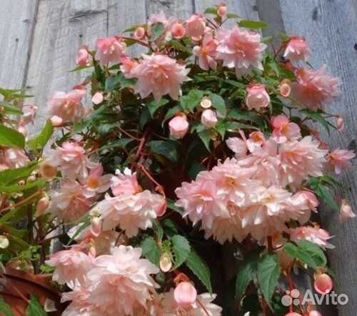 Бегония Беллекония