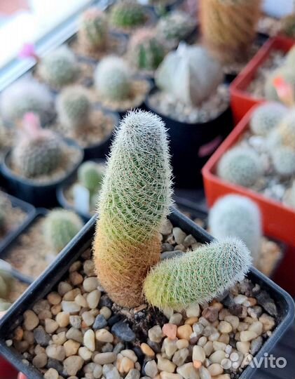 Кактусы, часть 2