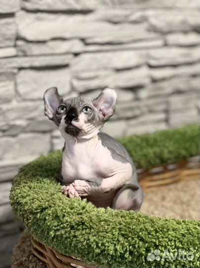 Эльф котенок