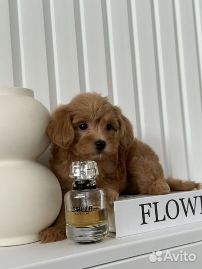 Мальтипу микро мини и стандарт