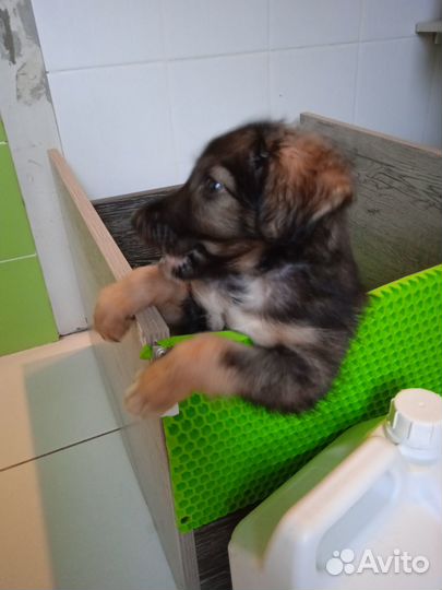 Щенок (мальчик) в добрые руки