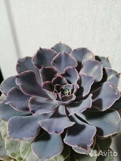 Суккуленты