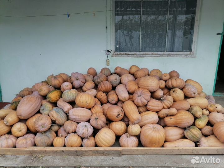 Тыква кормовая