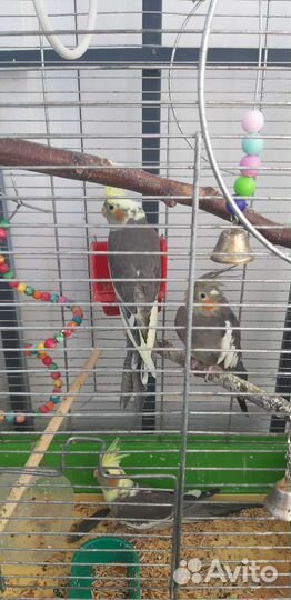 Попугай корелла мальчик +клетка