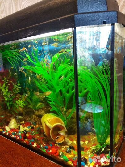 Аквариум с рыбками