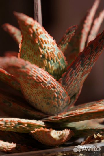 Суккуленты