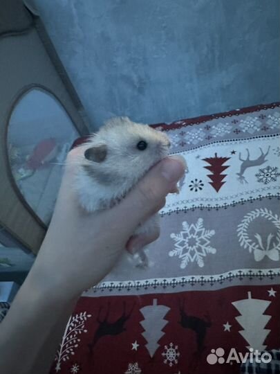 Крысята дамбо