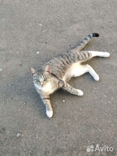 Уличный котёнок девочка