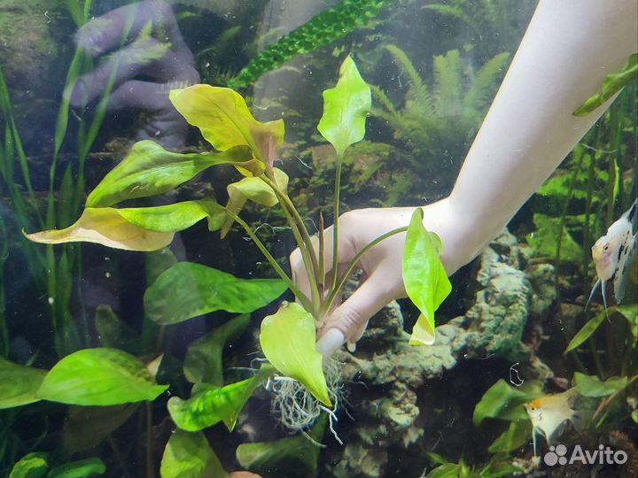 Аквариумное растение криптокорина
