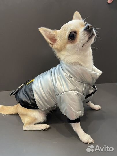 Одежда для собак