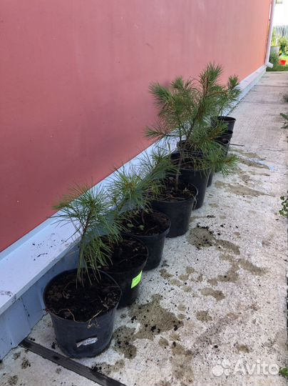 Саженцы сибирского кедра