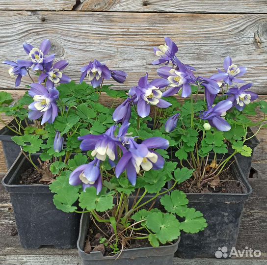 Цветы. Аквилегия миниатюрная (горочная)