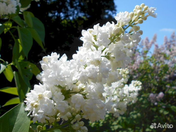 Сирень Мисс Элен