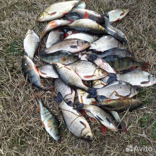 Лодка моторная