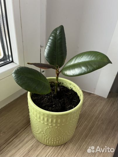 Фикус эластика робуста каучуконосный