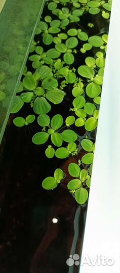 Растения пистия