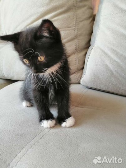 Черный котенок бесплатно