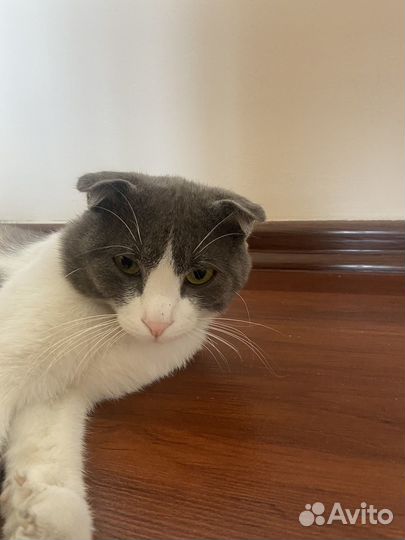 Шотландский вислоухий кот