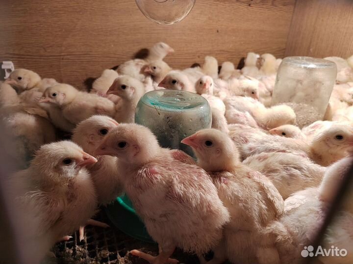 Цыплята бройлеры подрощенные