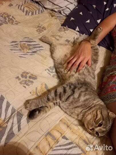 Шотландский кот вязка