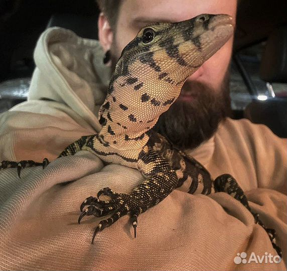 Ящерица водная