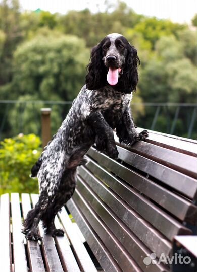 Фотограф-анималист