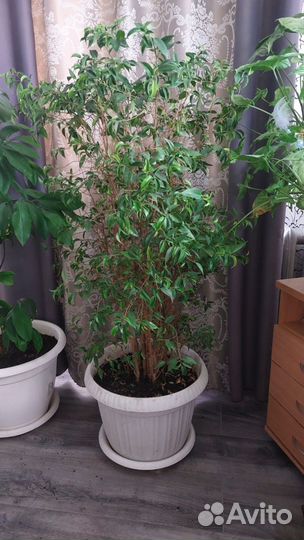 Фикус бенджамина пестролистный