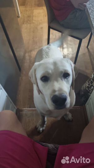 Продам лабрадора