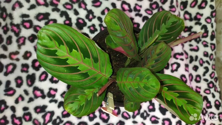 Маранта комнатное растение