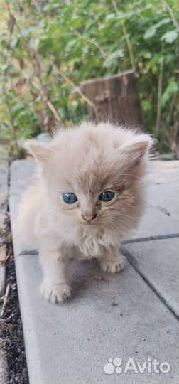 Котятки в добрые руки