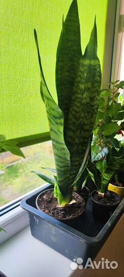 Сансивиерия