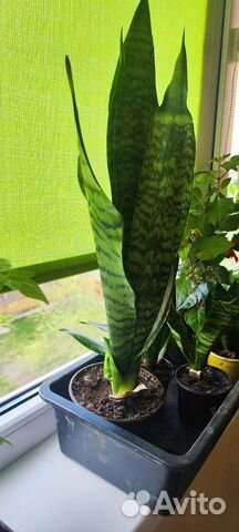 Сансивиерия