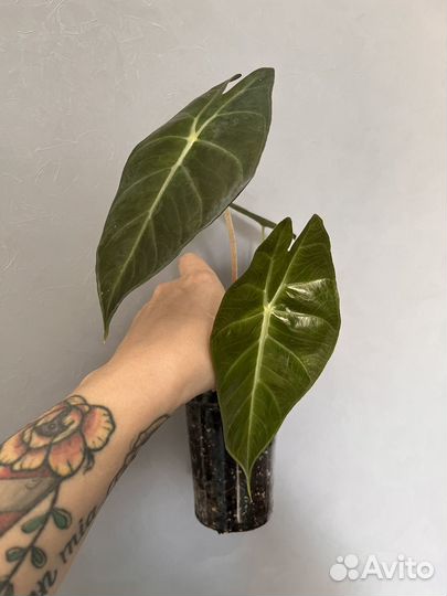 Алоказия Пинк Дракон