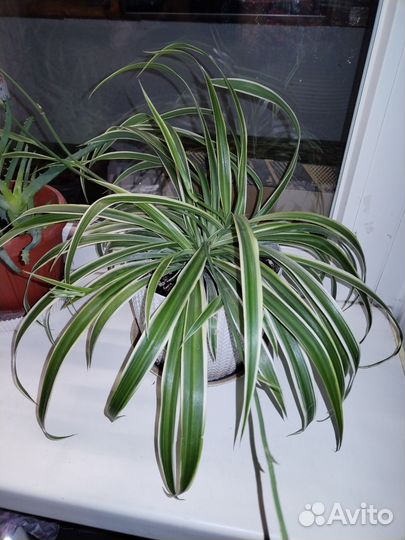 Хлорофитум