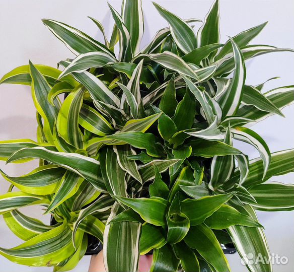 Драцена микс d6