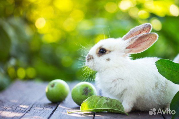 Карликовый кролик