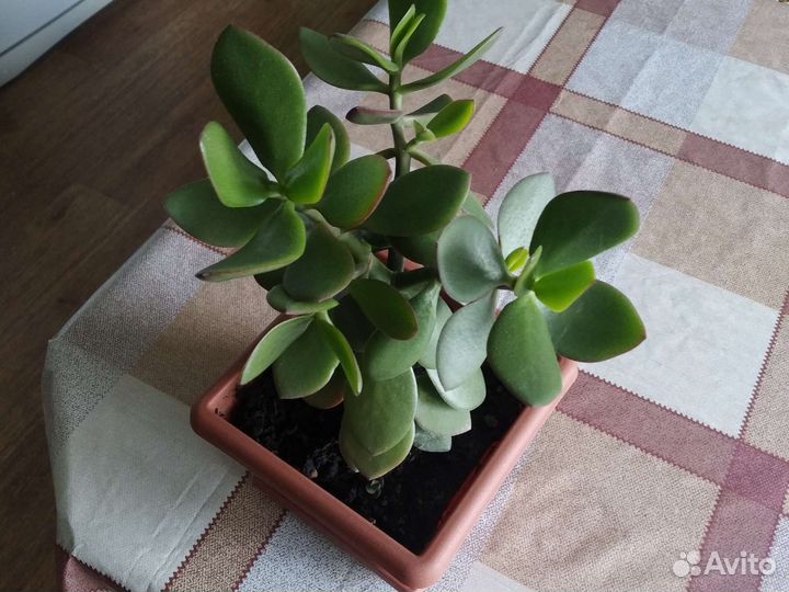 Толстянка денежное дерево